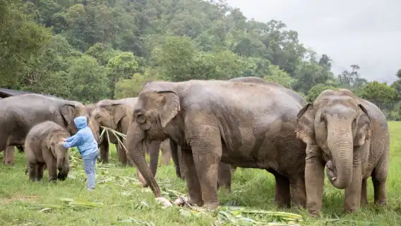 納財大象營官方 (直接預訂)|大象體驗活動