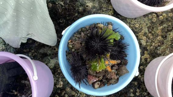 福建福州平潭島趕海體驗/漁民體驗【含海上移動魚排/海釣趕海/夜晚魚排燈捕小管體驗】