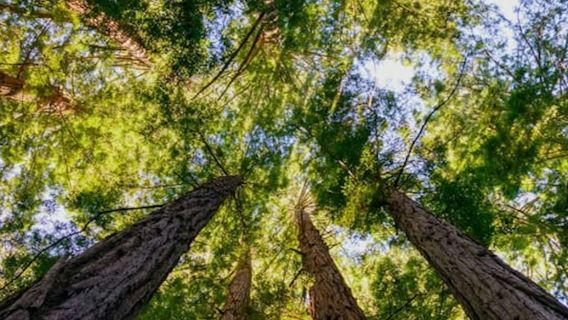 Muir Woods and Sausalito: Small-Group Tour