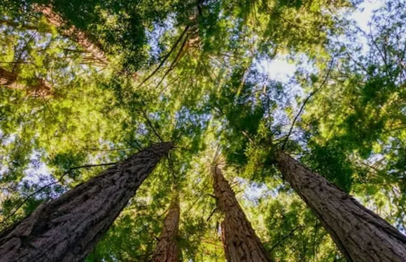 繆爾森林及索薩利托：小型旅行團