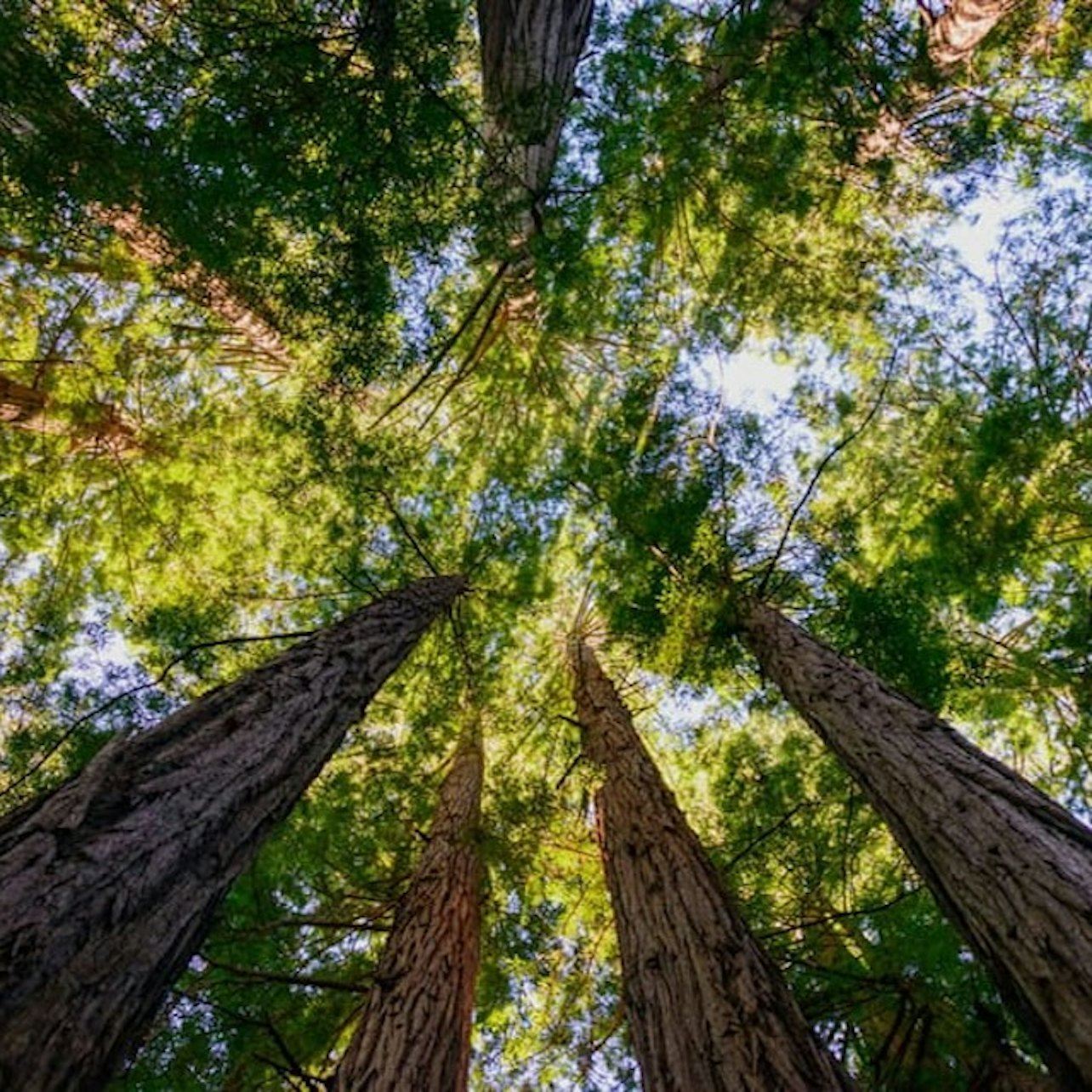 Muir Woods and Sausalito: Small-Group Tour