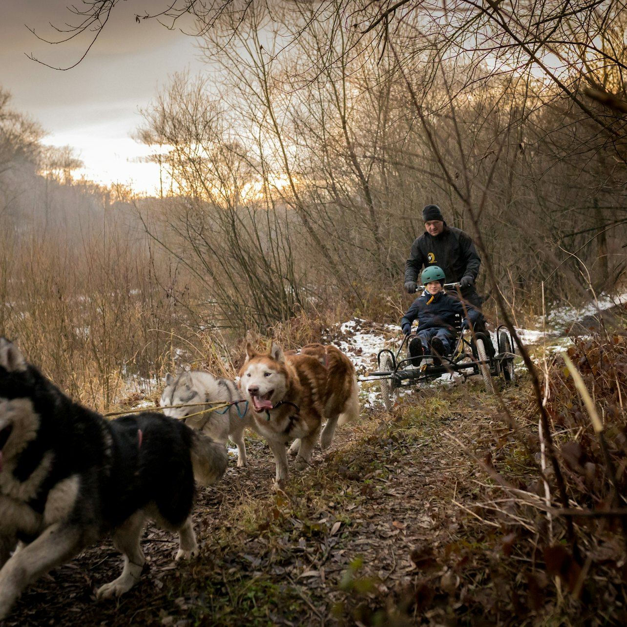 Zakopane: Dogsled Ride in Tatra Mountain from Krakow