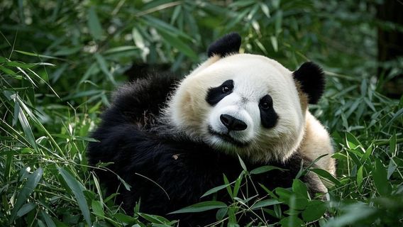 Chengdu