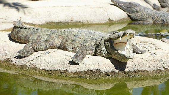 Crocodile Park Torremolinos: Entry Ticket
