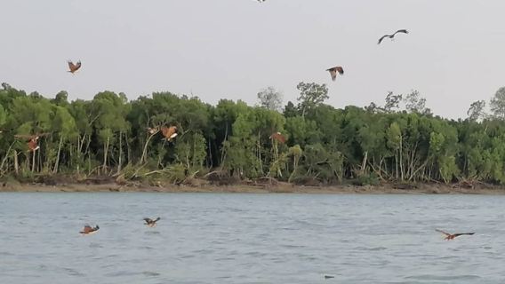 Kuala SelangorTours