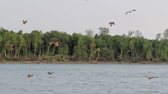 Kuala Selangor