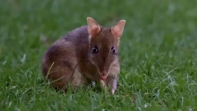 Phillip Island Penguins Express Tour from Melbourne