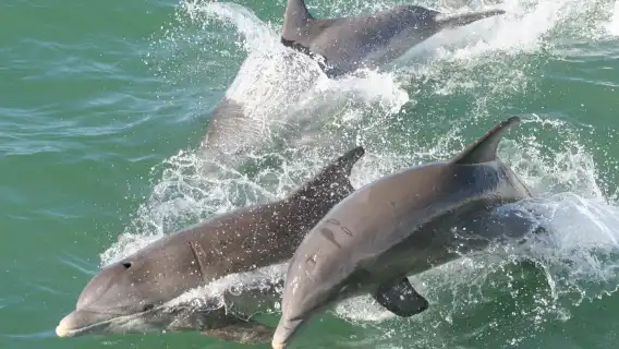 Clearwater: Guided Dolphin Exploration Cruise