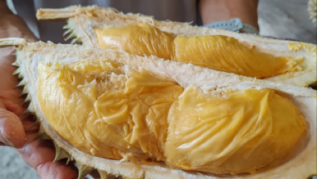 檳城浮羅山背榴槤之旅（檳城榴槤品嚐+果園之旅+檳城之旅）