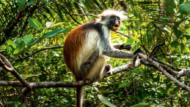 แซนซิบาร์: ทัวร์นำเที่ยวสโตนทาวน์ ประวัติศาสตร์ และป่าจอซานี