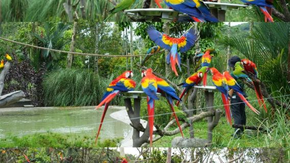 市區點對點接駁&新加坡動物園/環球影城/聖淘沙島/河川生態園