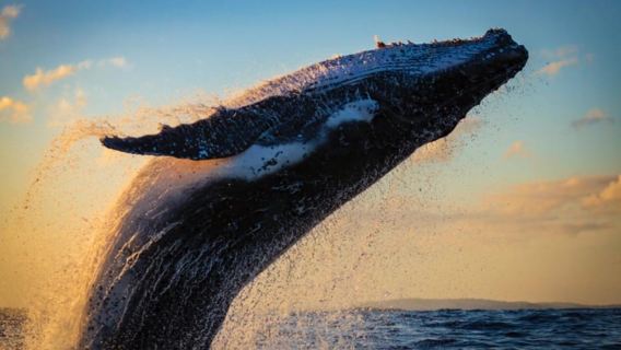 Waikiki: Walbeobachtung bei Sonnenuntergang mit 2 Getränken (BYOB-freundlich)