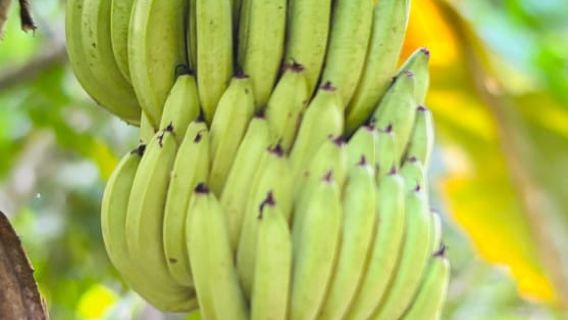 เดินป่าที่น่าจดจำผ่านป่าของ Manuel Antonio พร้อมไกด์นำเที่ยวที่ได้รับการรับรอง