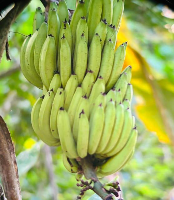 Guided hike through the Manuel Antonio jungle, TICKET INCLUDED