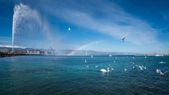 Paseo y crucero por Ginebra: Los secretos del Jet D'eau y el aperitivo
