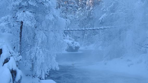 Private Winter Walk in Oulanka National Park with Snowshoes