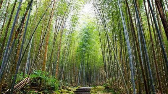 Taiwan bus tour(Taiwan Tourism Bureau-led) ~ Xitou + Monster Village (shared transportation, 2 people required)