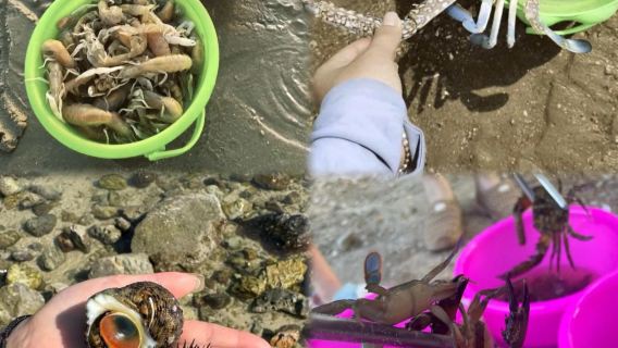 海南三亜の楽しいビーチ干潟潮干狩り体験【小東海基地潮干狩り/海棠湾基地潮干狩り、どちらも予約可能】