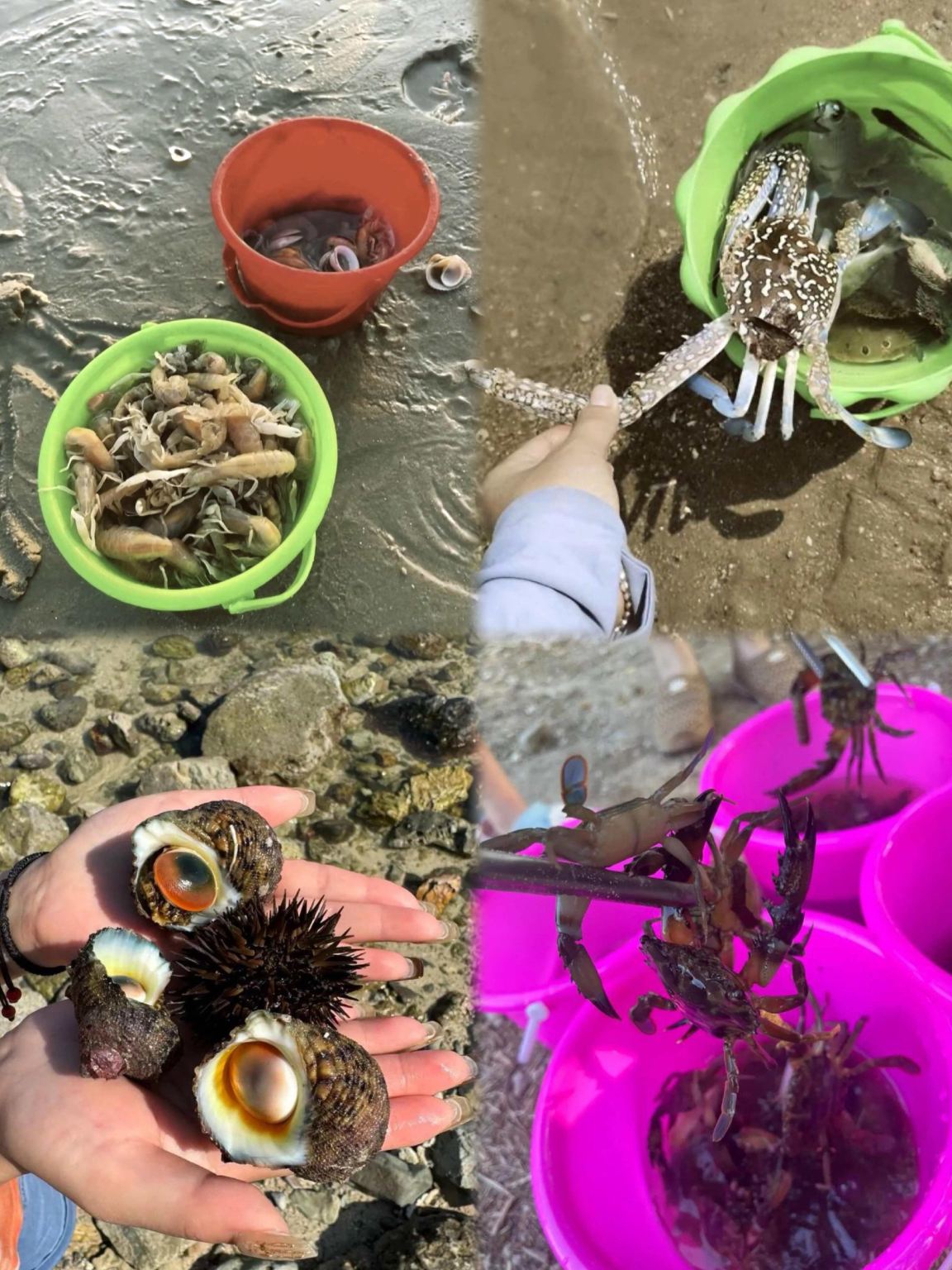 Experiencia divertida de recolección en la playa de Sanya, Hainan [Se puede reservar en la base de Xiaodonghai o en la base de Haitang Bay]