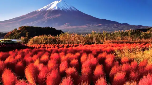 日本東京富士山全景遊丨網紅公園&忍野八海&日川時計店羅森&河口湖&山中湖可選丨東京出發