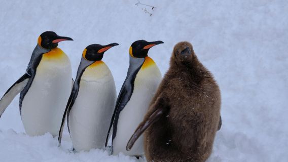 Hokkaido Asahiyama Zoo (including admission ticket), Biei, Shirogane Blue Pond (Aoiike), Panoramic Flower Gardens Shikisai-no-oka 1-day tour