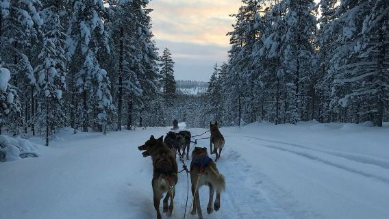 Rovaniemi|Traîneau à rennes 500m + traîneau à chiens husky 10km + déjeuner local