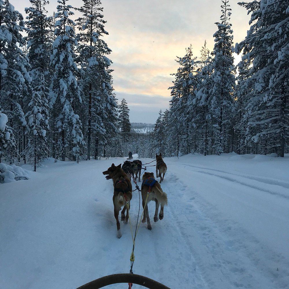 Rovaniemi|Slitta trainata da renne 500m + slitta trainata da husky 10Km + pranzo tradizionale