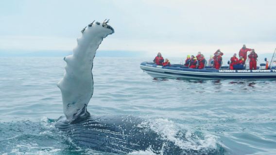 Osservazione balene: Tour con osservazione delle pulcinelle di mare da Reykjavik