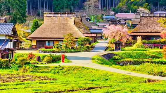교토 아마노하시다테 + 이네 후나야 + 미야마 갓쇼 마을 일일 투어|야마시로 미야마의 일본식 초가집