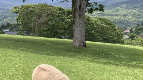 日本鹿兒島A線拼團一日遊【霧島線】