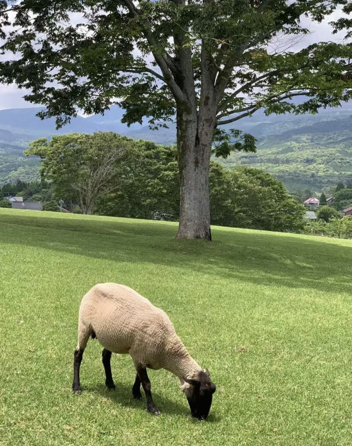 日本鹿兒島A線拼團一日遊【霧島線】