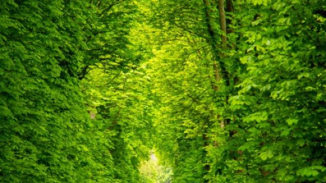 巴黎出發:蘭斯 + 埃佩爾奈 + 上維耶爾(探秘香檳酒鄉)