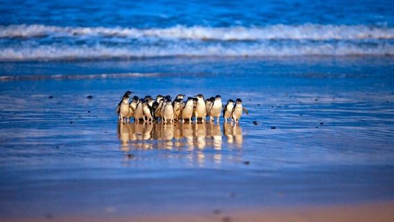 Excursión de un día al desfile de pingüinos de Phillip Island con koalas desde Melbourne