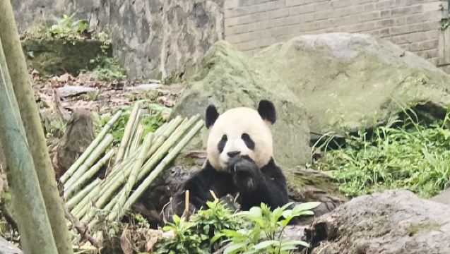 Excursión de un día a Dujiangyan: Parque de los Pandas, fabricación de papel con excrementos de panda e impresión con tipos móviles