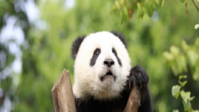 Toda la provincia de Sichuan. Chengdu. Leshan. Luzhou. Mianyang | Guías en chino/inglés (para otros idiomas, consulte con el servicio de atención al cliente) | Traducción para ferias | Traducción para visitas comerciales | Servicio de coche privado con conductor personalizado para viajes