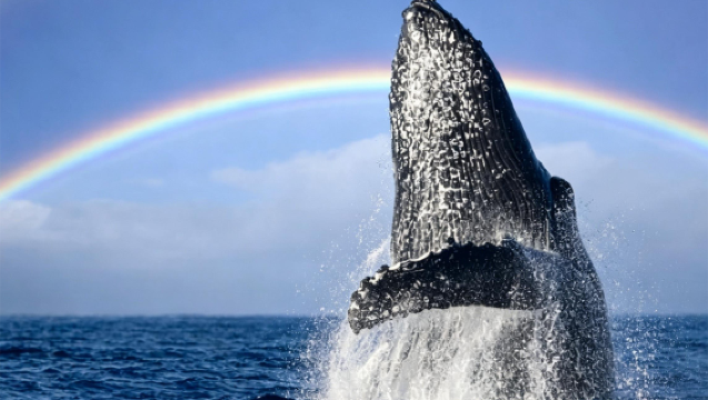 Золотой берег: круиз с гарантированным наблюдением за китами / прогулочное судно с гарантированным наблюдением за китами / круизный катер с гарантированным наблюдением за китами|Отправление от пристани Ocean World|2,5 часа плавания