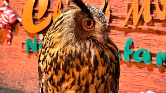 チェンマイナイトサファリ動物園入場チケット（至近距離餌やり体験＋タイ北部ナイト観光名所＋山野の可愛い動物たちとの出会い）
