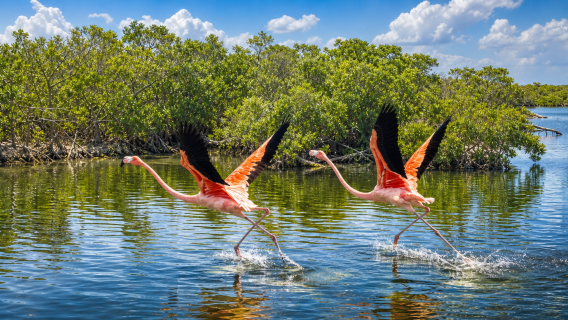 Pergi-Balik Cancun, Mexico: Tasik Merah Jambu + Rizab Semula Jadi Flamingo + Mandi Lumpur Maya Semula Jadi
