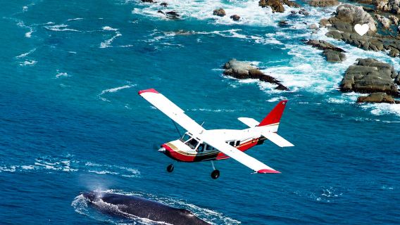 Expérience d'observation des baleines en avion à Kaikoura (plusieurs séances disponibles | options de 30/40/50 minutes)