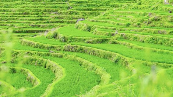 Terrace Yunhe [Jiuyunhuan + Kenggen + Lembah Perak + Kampung Lukisan Guyan] lawatan sehari pakej persendirian