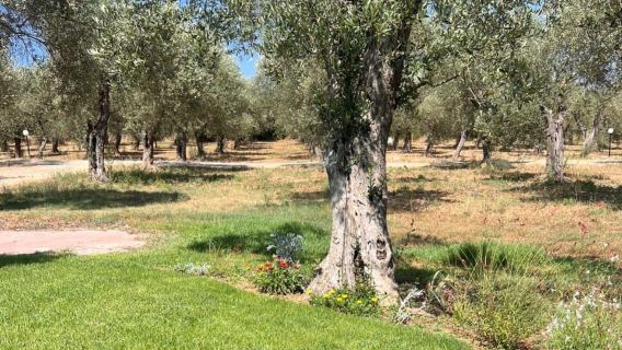 Olive Mill Tour with Olive Oil Tasting in Sassari