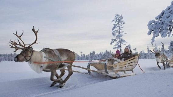 Levi: Lapland Reindeer and Husky Safari