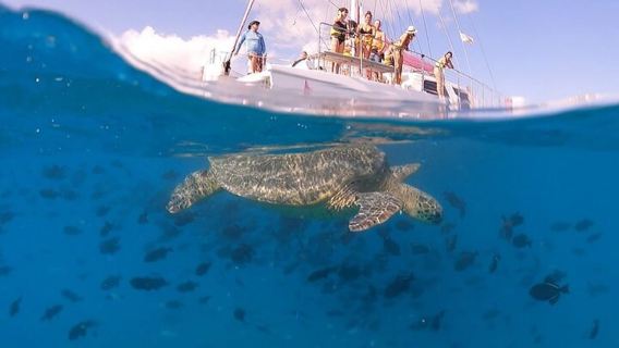 Oahu: Waikiki Turtle Snorkeling Adventure Cruise
