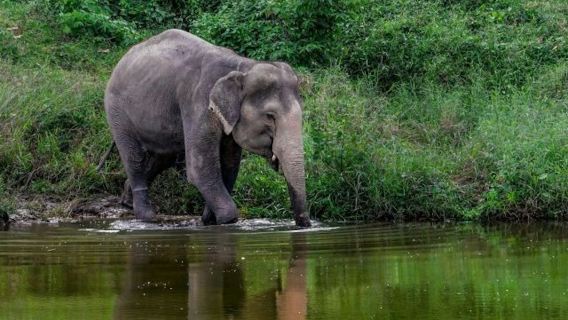 Bukit Elephant Park: Entry + Guided Tour + Transfers