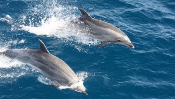 San Diego Whale Watching Cruise