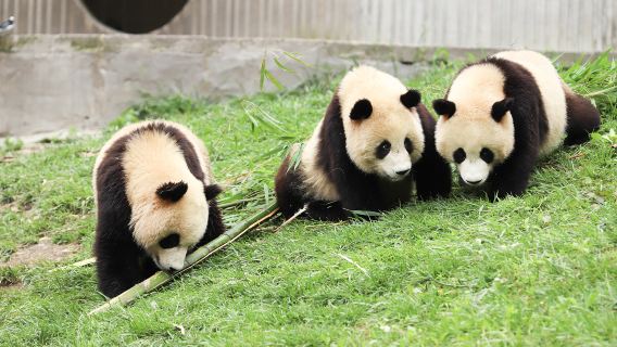 ทัวร์ส่วนตัวหนึ่งวันไปยังฐานแพนด้ายักษ์เฉิงตู + ถนนกุ้ยซิงโหลว + สวนสาธารณะประชาชน + ซอยควนจ้าย