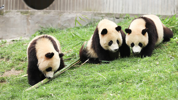 ChengduTours