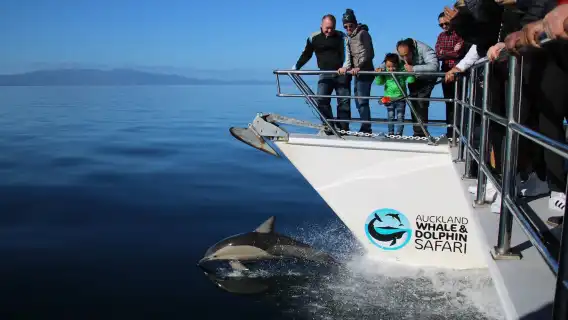 นิวซีแลนด์ เกาะเหนือ โอ๊คแลนด์ ชมวาฬอ่าวฮาอูรากี และล่องเรือชมโลมา