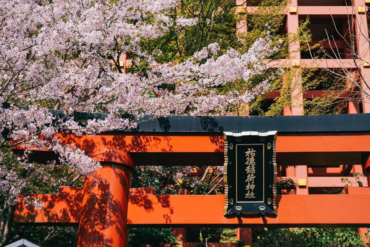 Saga Yutoku Inari Shrine + Mifuneyama Rakuen Azalea Viewing + Tosu Outlet 1-day Tour with Sake Brewery Exploration
