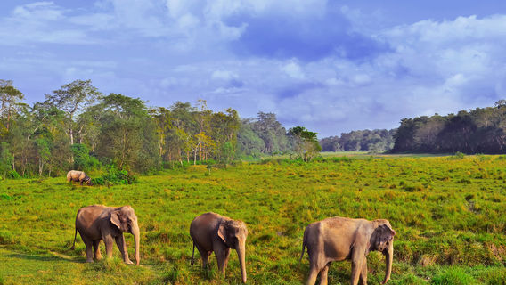 Chitwan